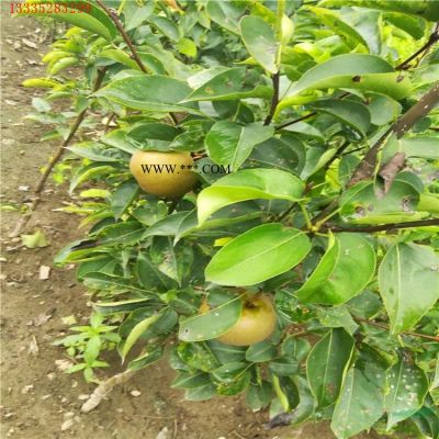 泰安白蜡树，精品白蜡树工程苗，15公分白蜡树优惠