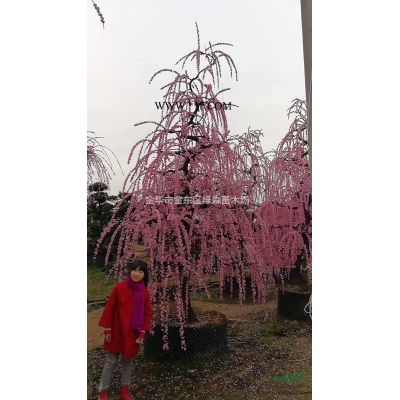*美国枫香、北美枫香
