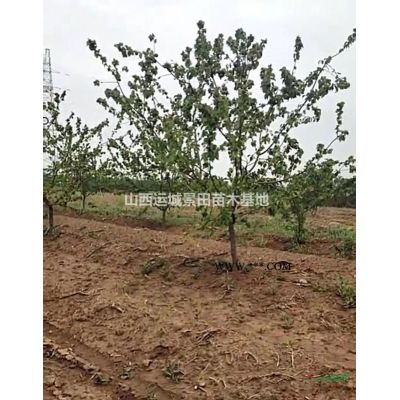 龙爪槐_龙爪槐价格_龙爪槐产地_龙爪槐图片山西运城图2