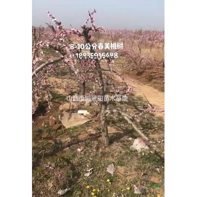 龙爪槐_龙爪槐价格_龙爪槐产地_龙爪槐图片山西运城图3