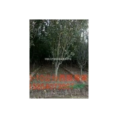 5公分樱花什么价格，6公分樱花 什么价格