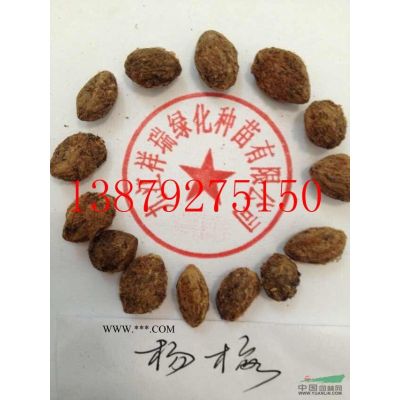 山樱花种子
