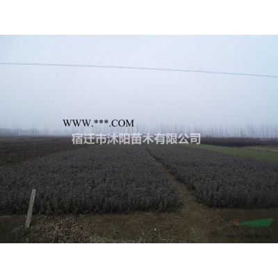 合欢价格_合欢图片_合欢产地_合欢绿化苗木苗圃基地