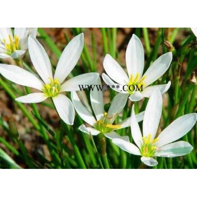 重阳木价格_重阳木图片_重阳木产地_重阳木绿化苗木苗圃基地