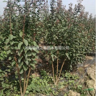 出售乌桕--基地直销苗--价格低质量好