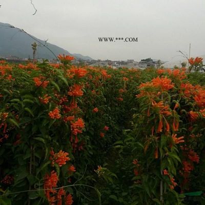 福建漳州供应大批量重阳木