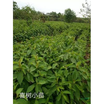 江西九江祥瑞绿化供应优质乌桕小苗