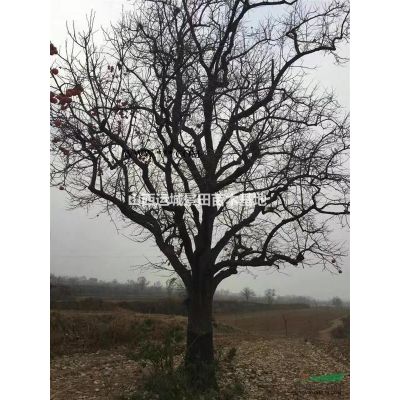 8公分白蜡8公分白蜡价格·8公分白蜡图片8公分白蜡价格更新图2
