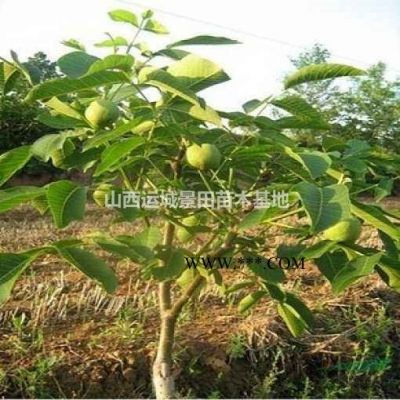 8公分白蜡8公分白蜡价格·8公分白蜡图片8公分白蜡价格更新图3