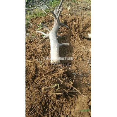 8公分白蜡8公分白蜡价格·8公分白蜡图片8公分白蜡价格更新图1