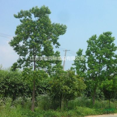 金叶女贞价格_金叶女贞图片_金叶女贞产地_金叶女贞绿化苗木苗