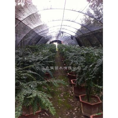 长兴森荣苗木场全年低价供应优质枫香树