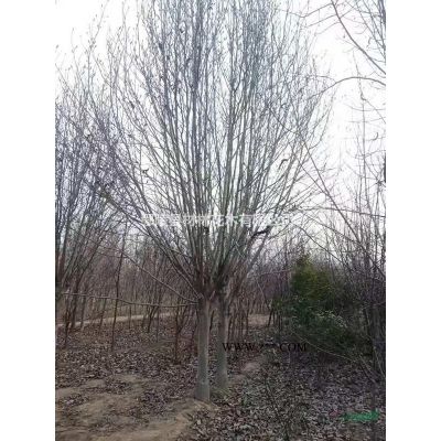 河南老白腊、速生白蜡价格