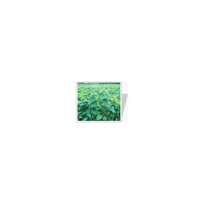 造型白蜡
