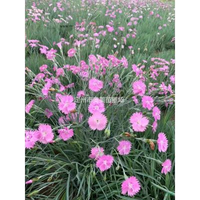 河北白蜡
