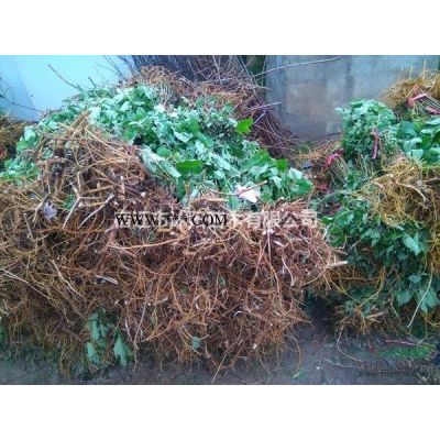 龙爪槐图片-龙爪槐价格-绿化苗木苗圃基地直销