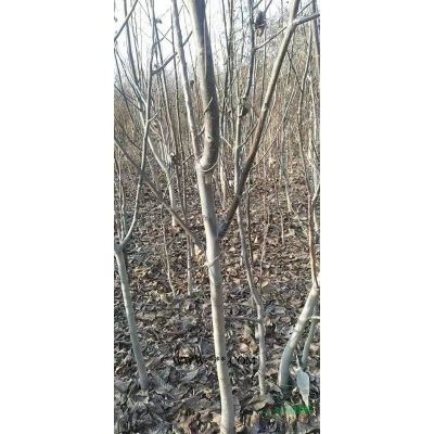 龙爪槐，8公分龙爪槐价格，