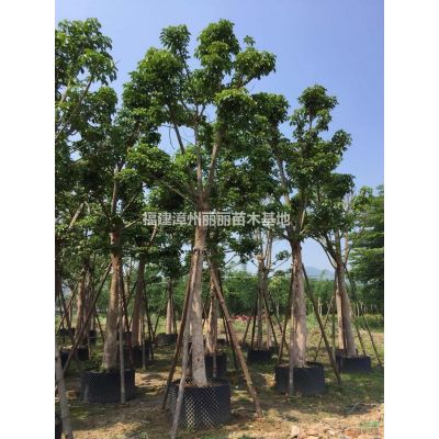 大小规格朴树基地
