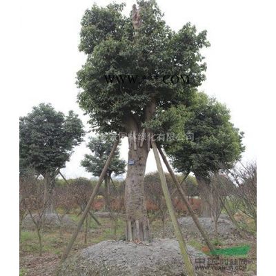 四川乾景园林供应15-30优质朴树