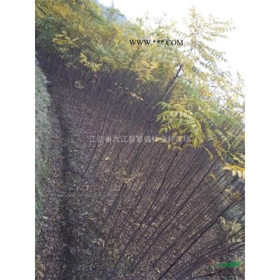 高度50公分朴树小苗，一年生朴树小苗，九江朴树苗