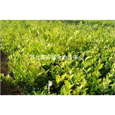 女贞、国槐、樱花、红叶小檗、合欢小苗