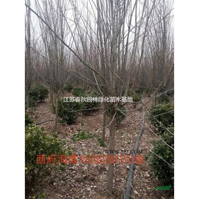 乌桕苗