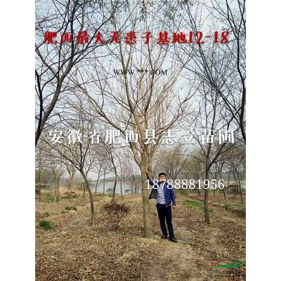 安徽重阳木-肥西重阳木基地-肥西大规格30-60cm移植出售