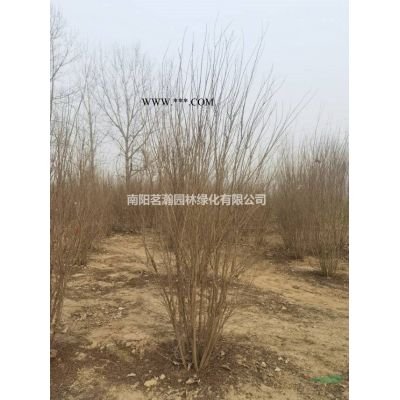 供应8--12公分重阳木