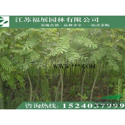 基地直销重阳木 行道树绿化苗木重阳木
