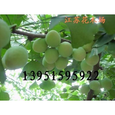 新采1000多斤乌桕种子 粒粒饱满 品相好 快递*噢
