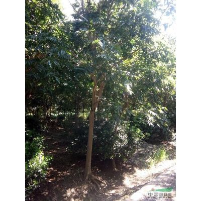 处理6~11公分合欢