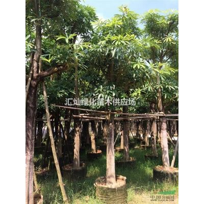 朱槿、紫锦黄栌、俏黄栌、红叶乌桕、花叶榕、星光榕、木芙蓉