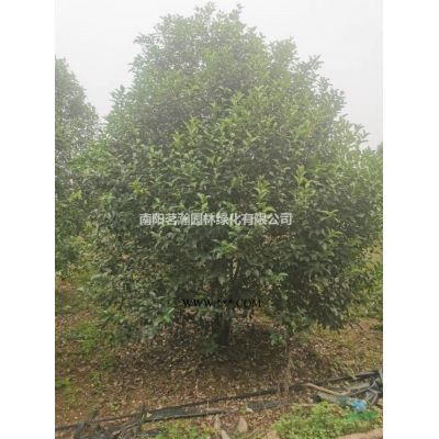 南阳供应15公分精品白蜡