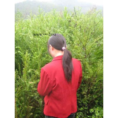 江西九江枫香_九江枫香繁殖江西枫香基地