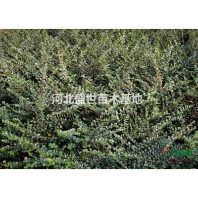 河北*好的白皮松种植基地 专业种植优质的白皮松