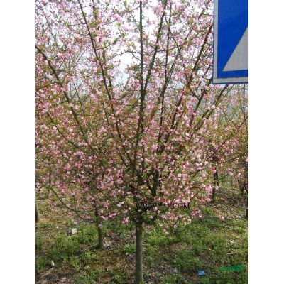 低价供应红枫.樱花,垂丝海棠等工程绿化苗木