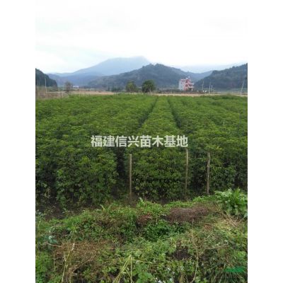 福建山樱花种子