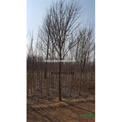 供应各种规格樱花 樱花小苗基地图1