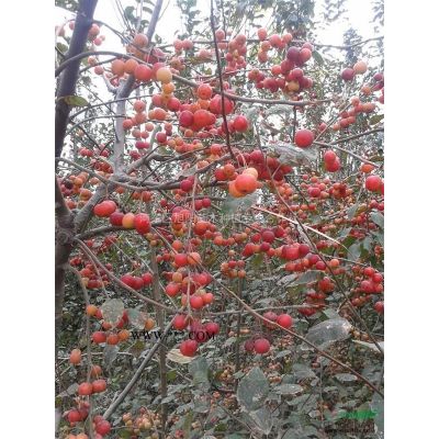 供应各种规格樱花 樱花小苗基地图2