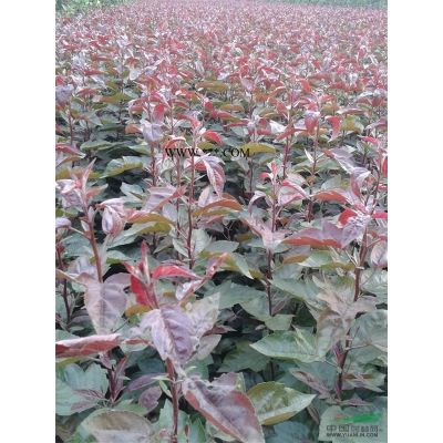 供应各种规格樱花 樱花小苗基地图3