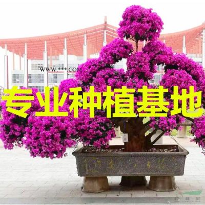 红叶乌桕价格 红叶乌桕批发 红叶乌桕供应