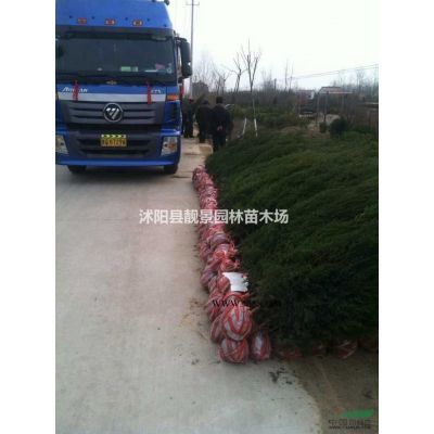 乌桕树产地 乌桕树行道树报价 绿化苗木批发