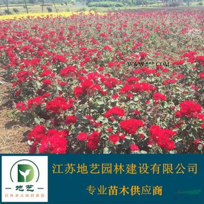 地艺苗圃大量供应重阳木 重阳木基地 江苏重阳木价格