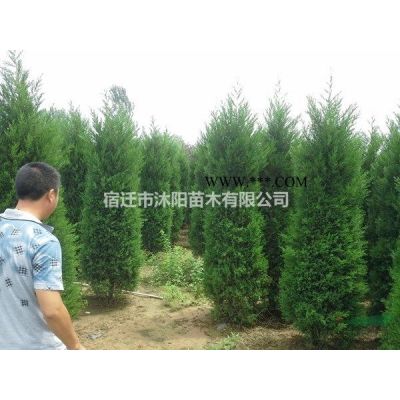 重阳木价格_重阳木图片_重阳木产地_重阳木绿化苗木苗圃基地