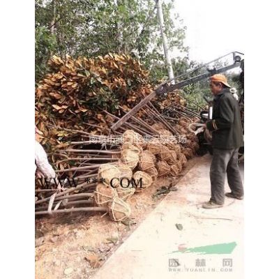 重阳木价格|重阳木基地|南京重阳木价格