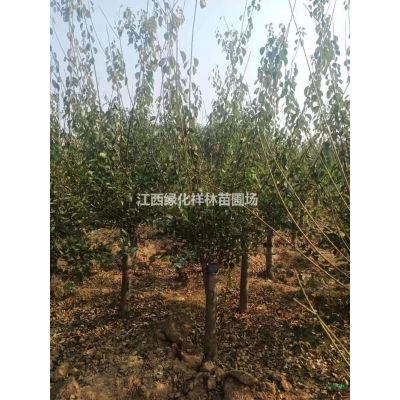 美观与实用兼得——合欢，小苗的培养心得