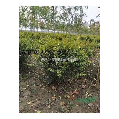 重阳木/重阳木价格/重阳木基地/重阳木批发/