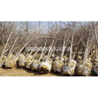 大量供应8-20公分合欢绒花树价格低图3