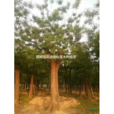 胸径10公分合欢价格，12公分合欢照片详情说明