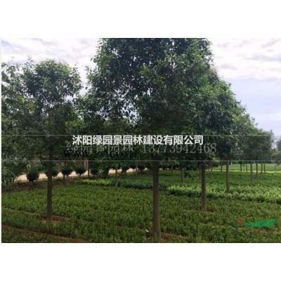 沭阳绿园景园林苗木基地供应/北美枫香/图片/产地直销批发价格